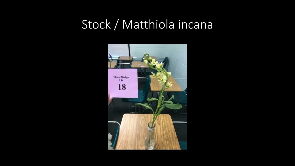 stock matthiola incana