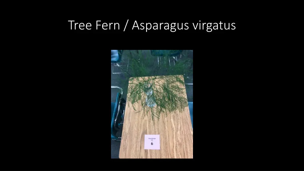 tree fern asparagus virgatus