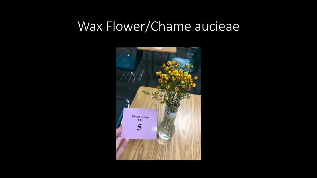wax flower chamelaucieae