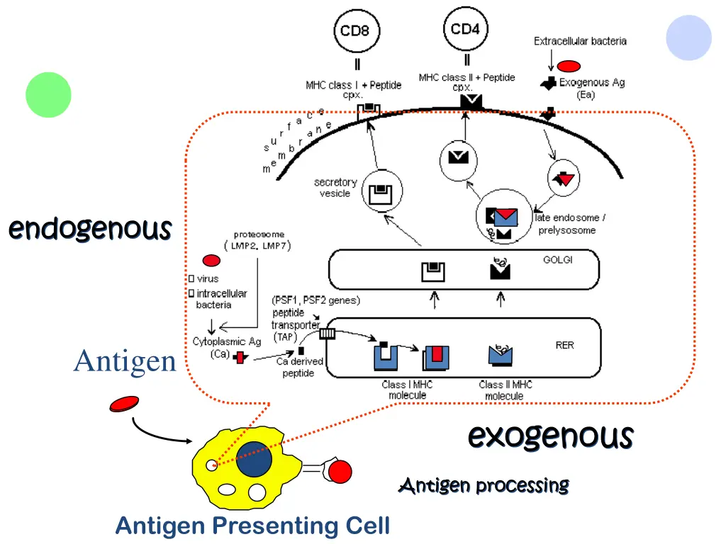 endogenous