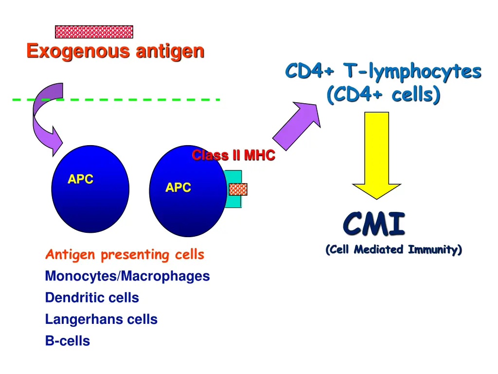 exogenous antigen 1