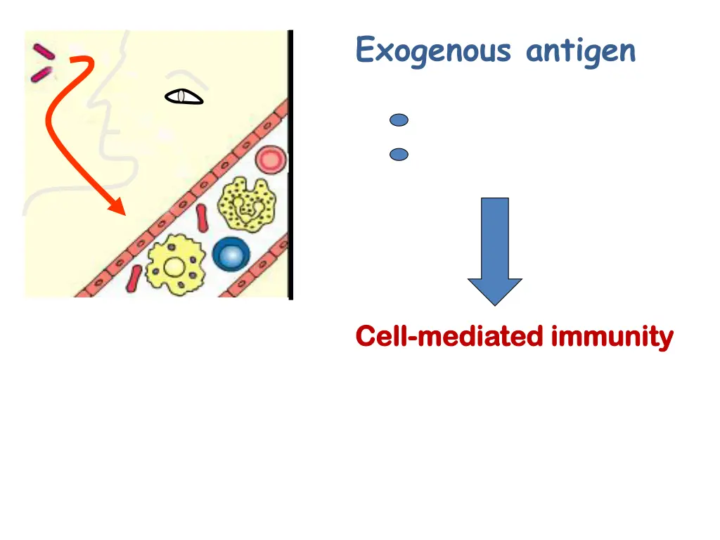 exogenous antigen