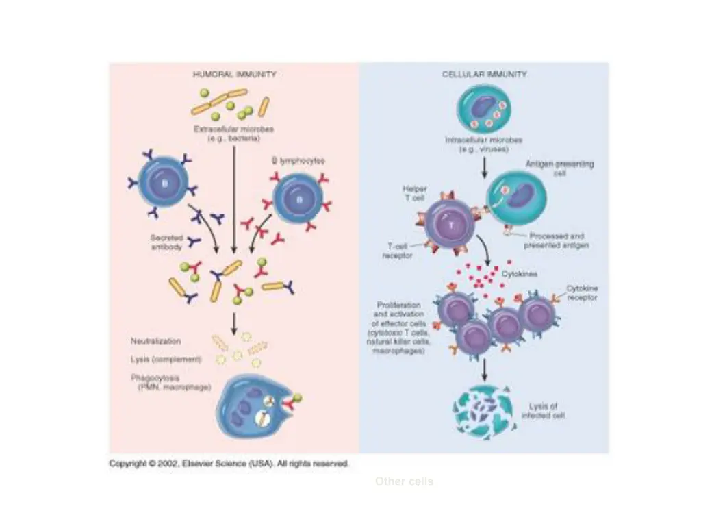 other cells