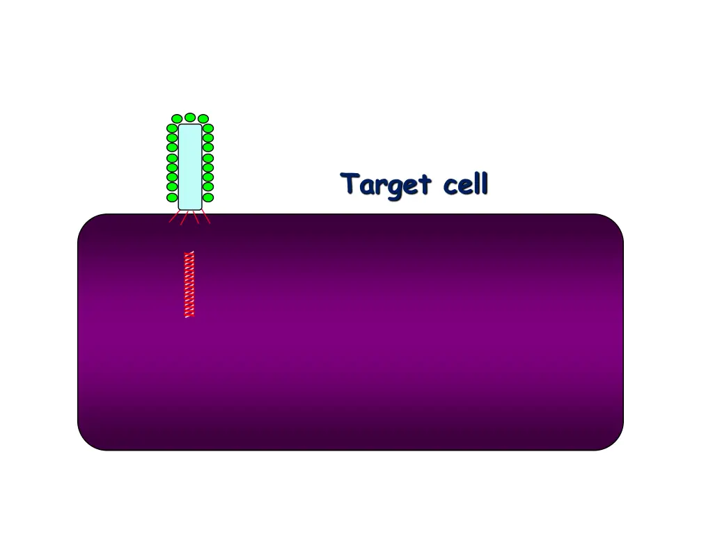 target cell 1