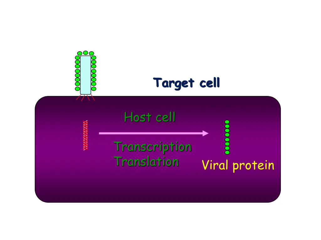 target cell 2