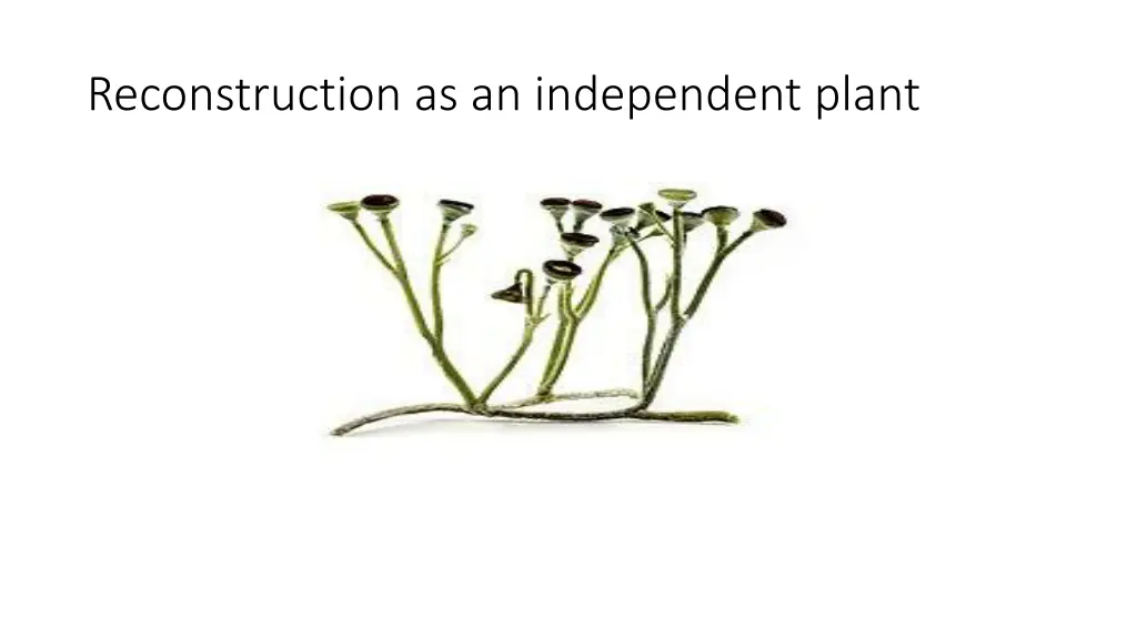 reconstruction as an independent plant