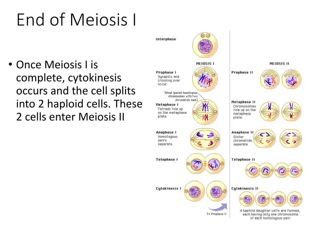 end of meiosis i