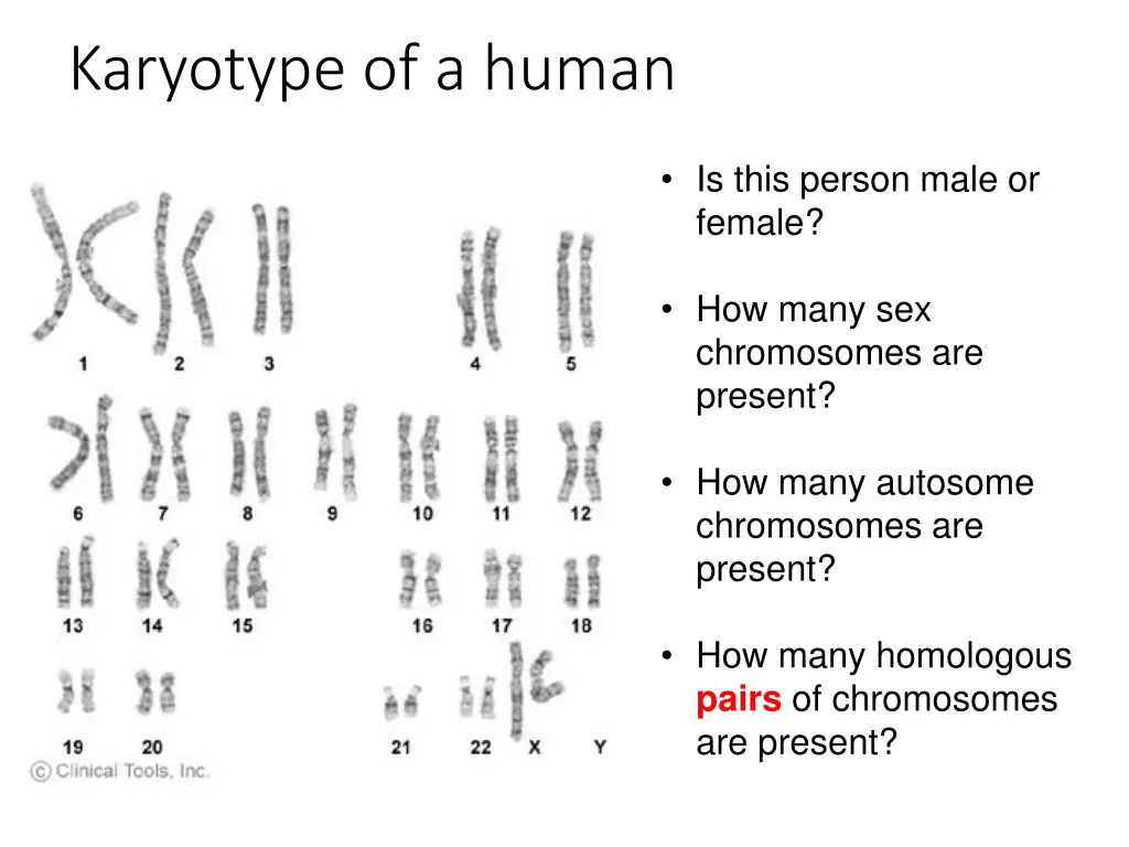 karyotype of a human
