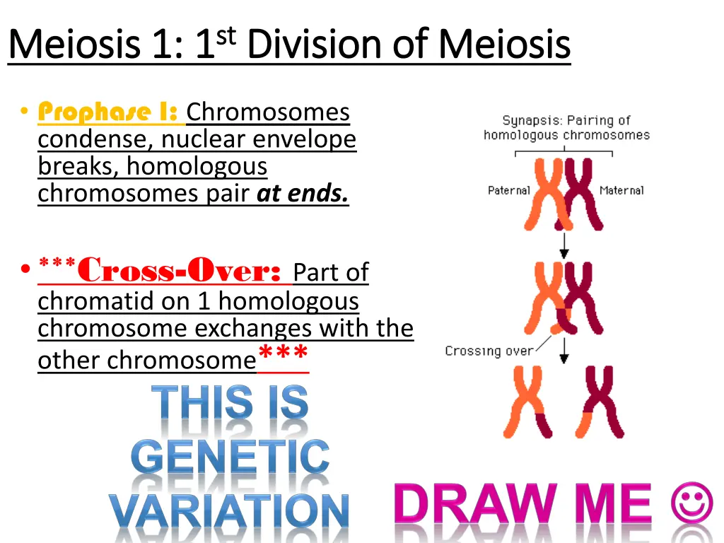 meiosis 1 1 meiosis 1 1 st st division of meiosis