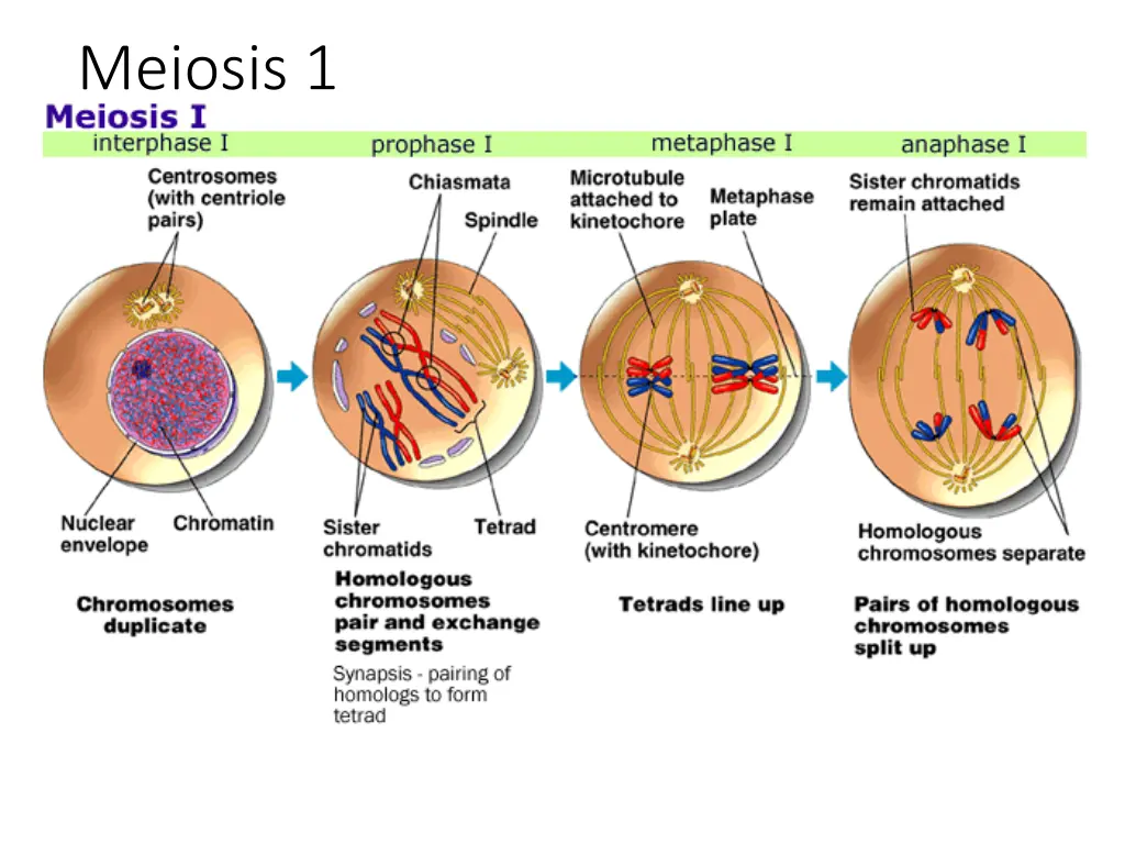 meiosis 1