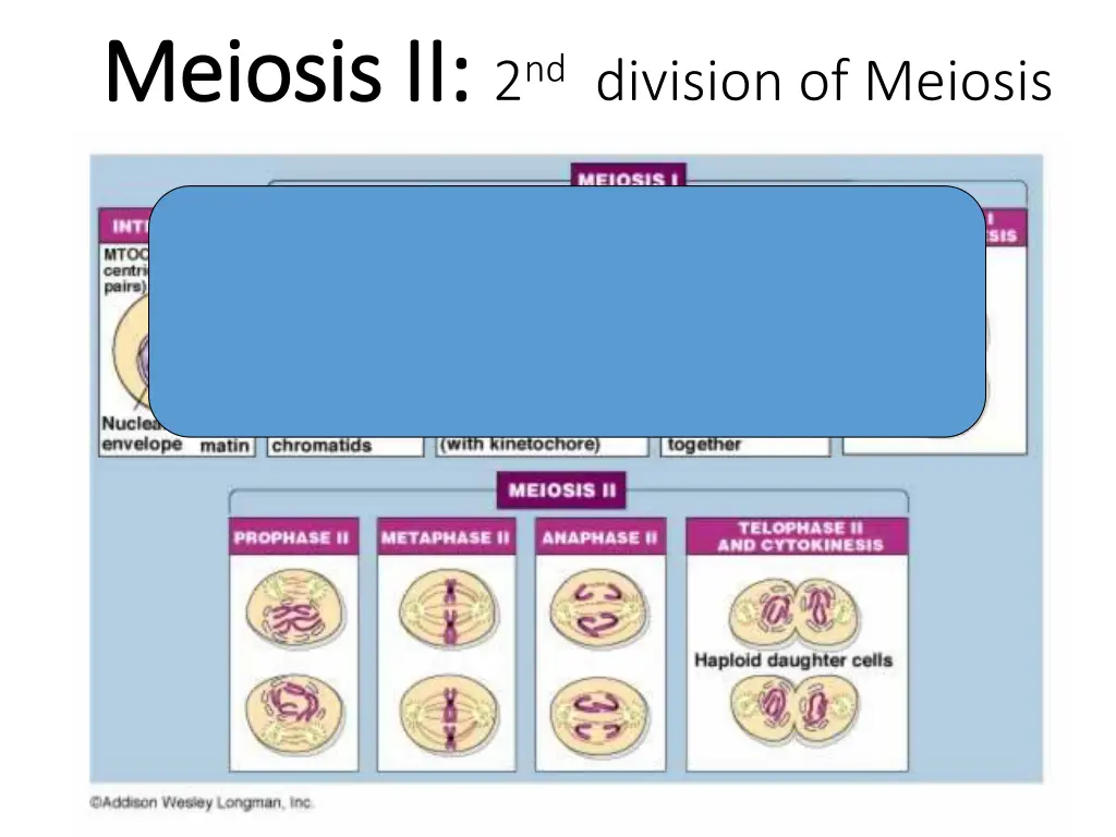 meiosis ii meiosis ii 2 nd division of meiosis