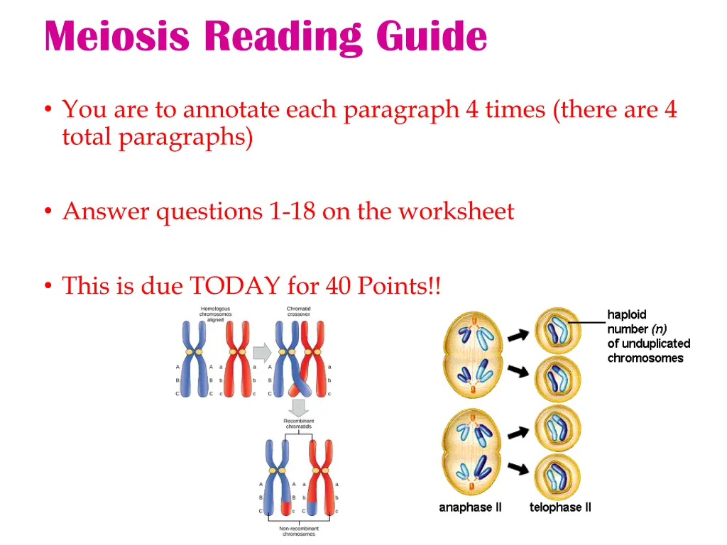 meiosis reading guide