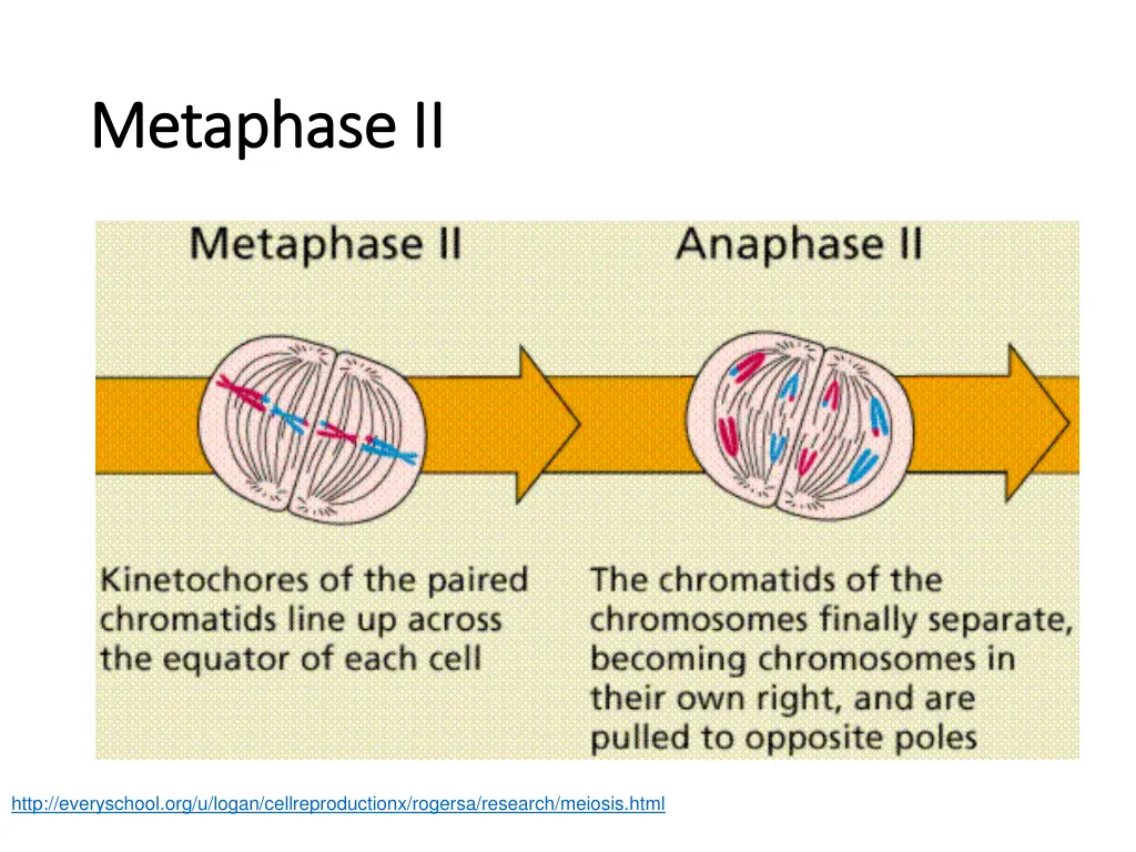 metaphase ii metaphase ii