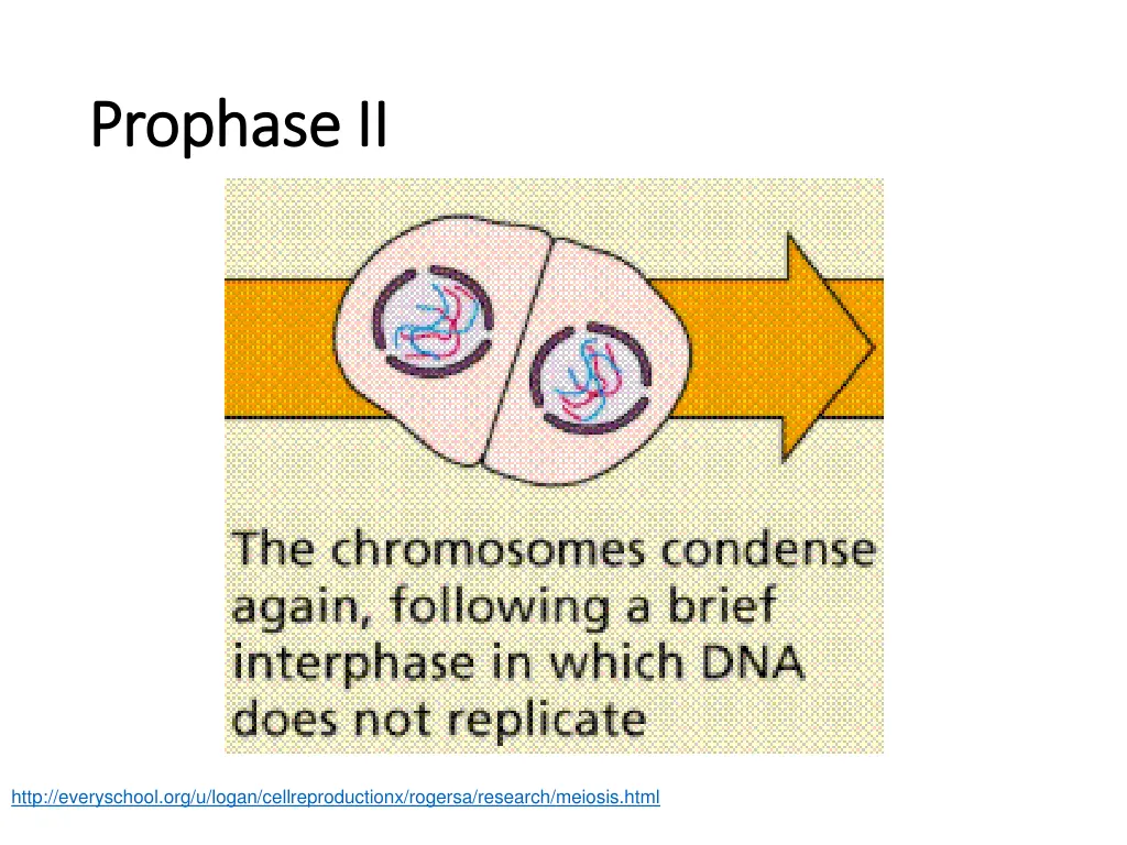 prophase ii prophase ii