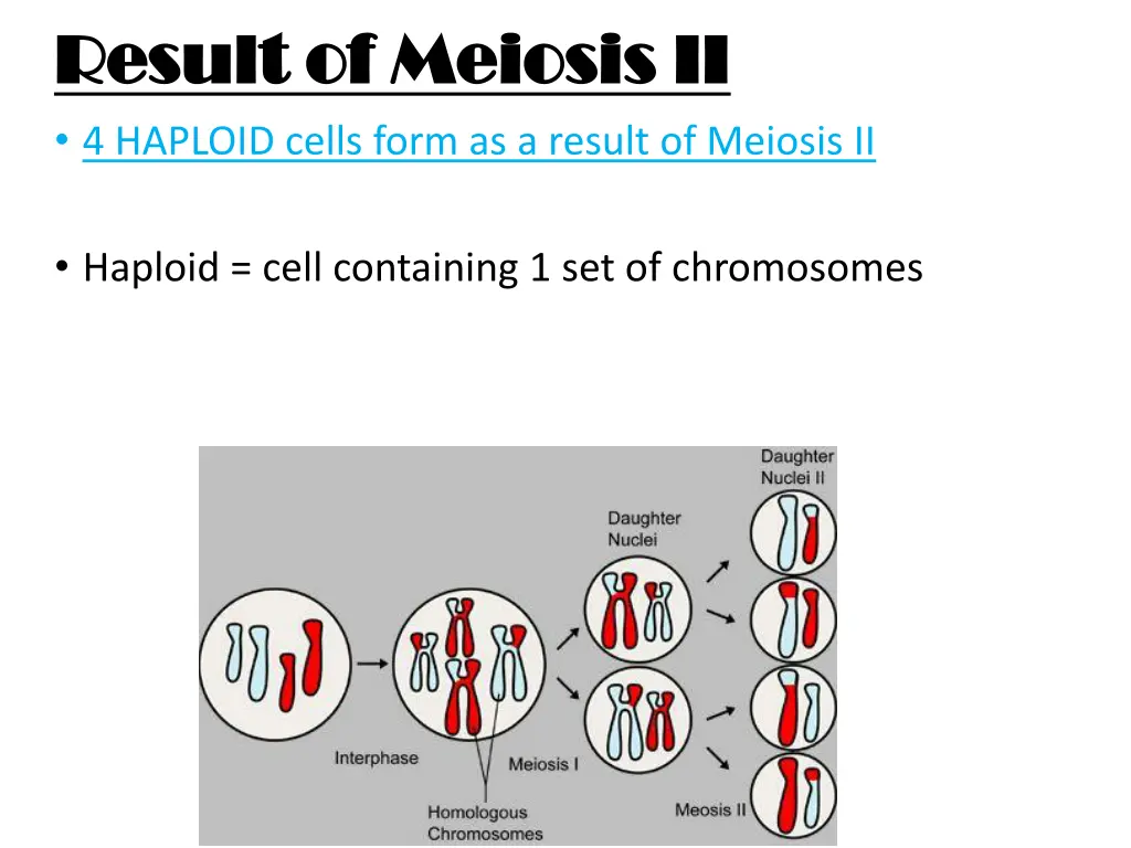 result of meiosis ii result of meiosis