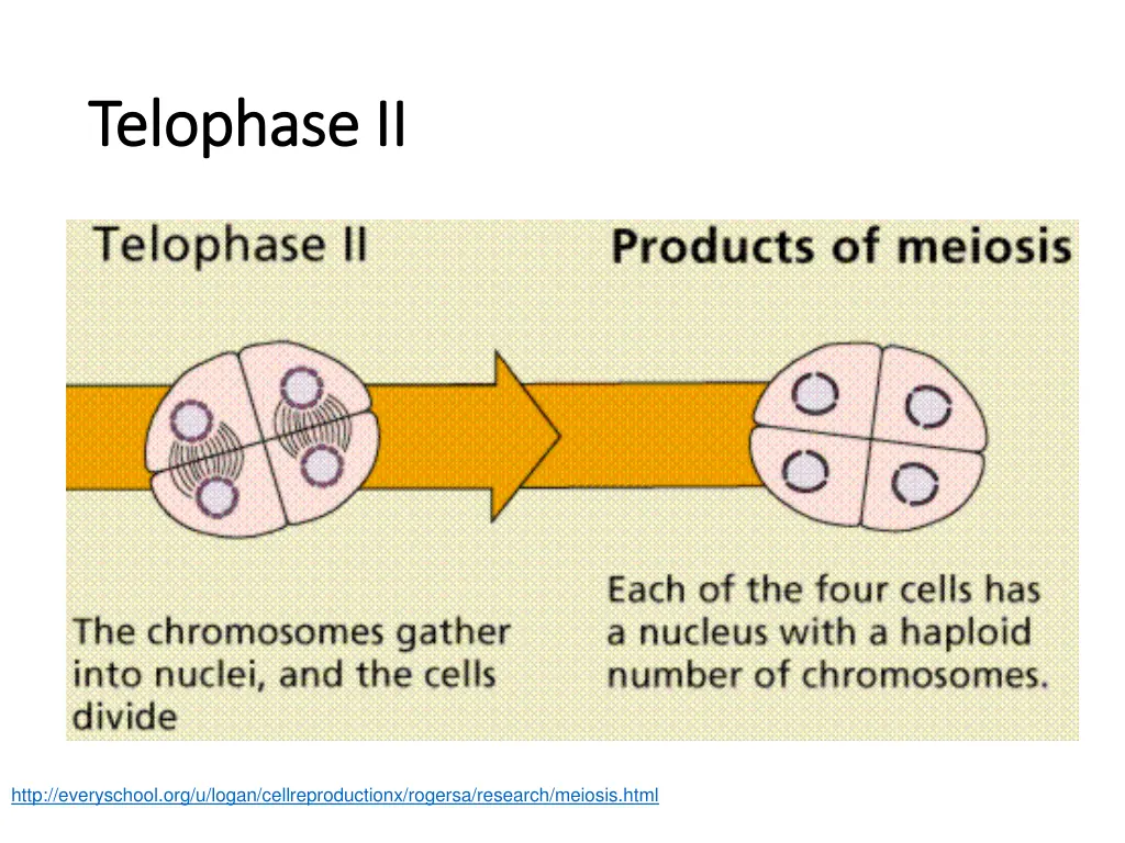 telophase ii telophase ii