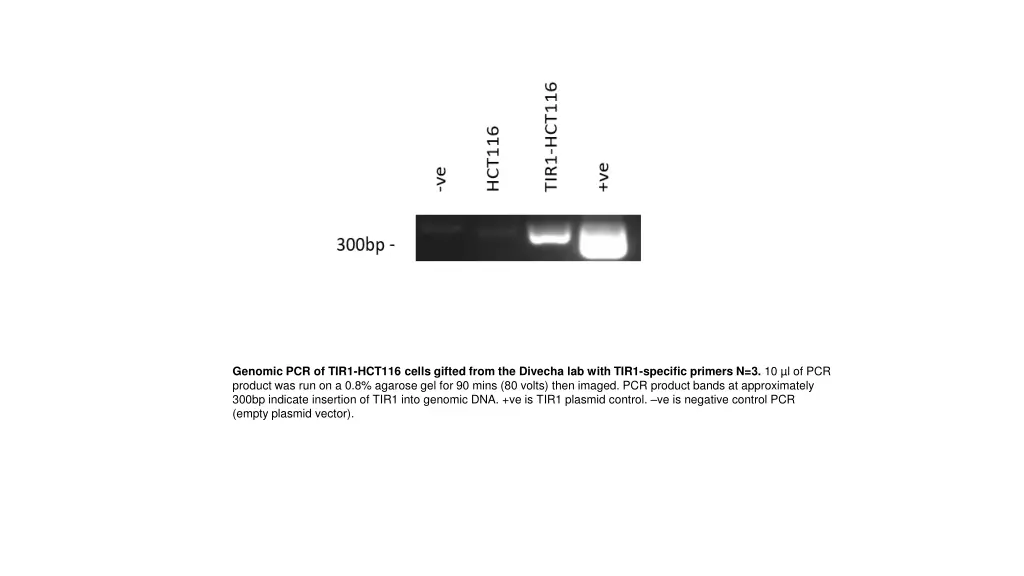 genomic pcr of tir1 hct116 cells gifted from