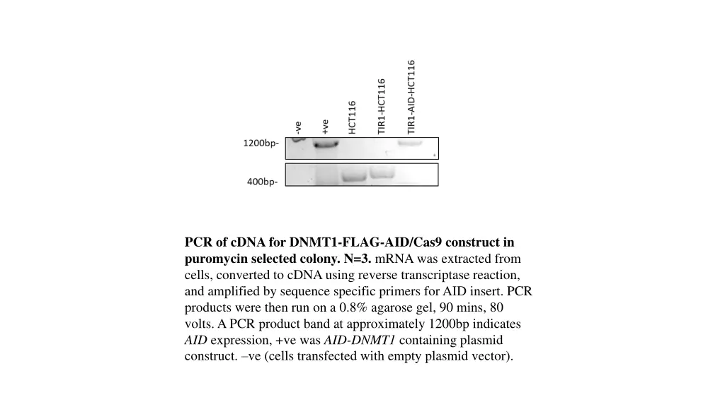 pcr of cdna for dnmt1 flag aid cas9 construct