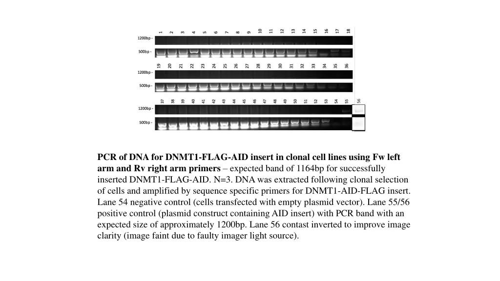 pcr of dna for dnmt1 flag aid insert in clonal
