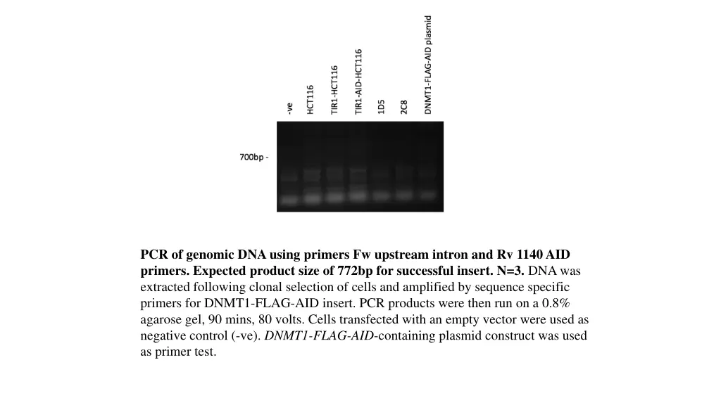pcr of genomic dna using primers fw upstream