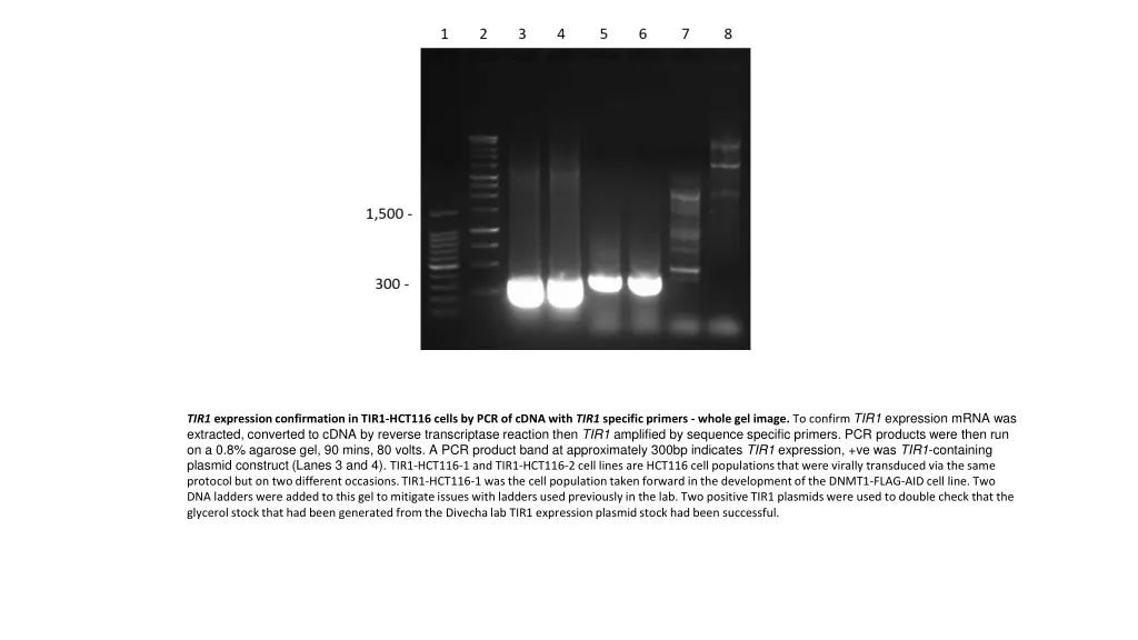 tir1 expression confirmation in tir1 hct116 cells 1