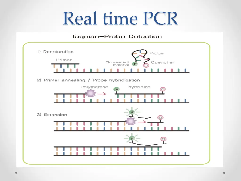 real time pcr