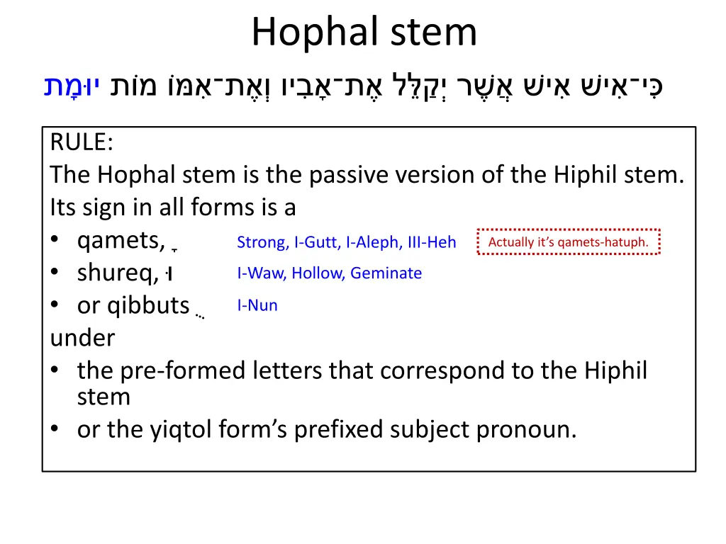 hophal stem 3