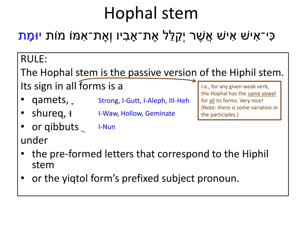 hophal stem 4