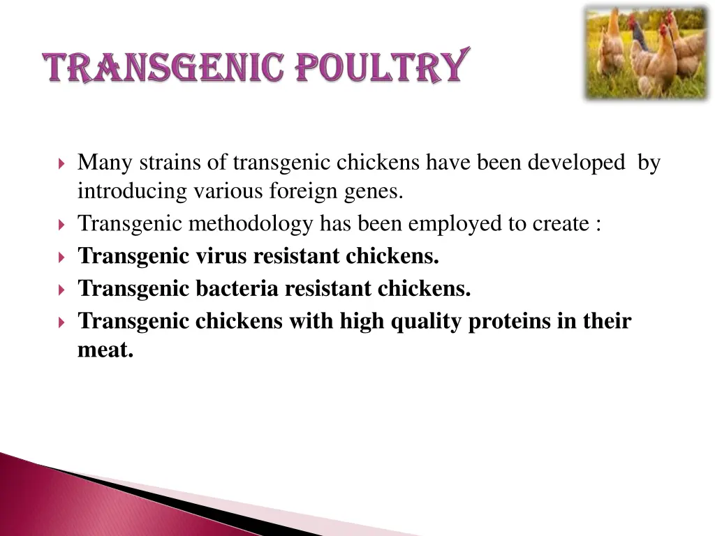 many strains of transgenic chickens have been
