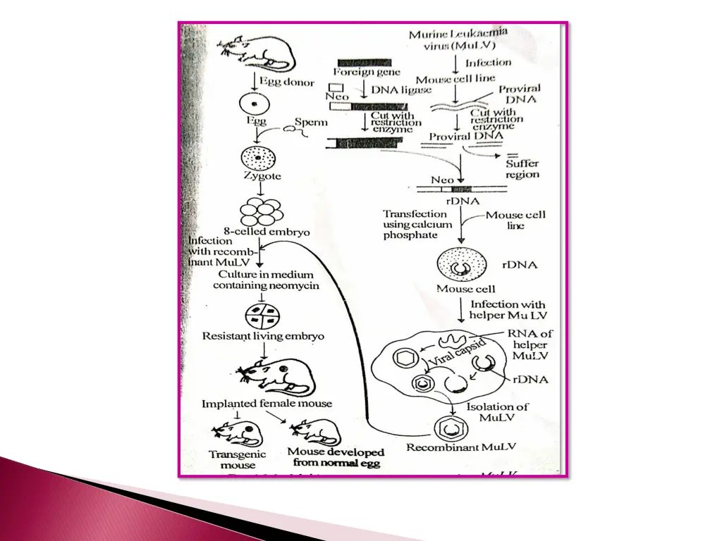 slide11