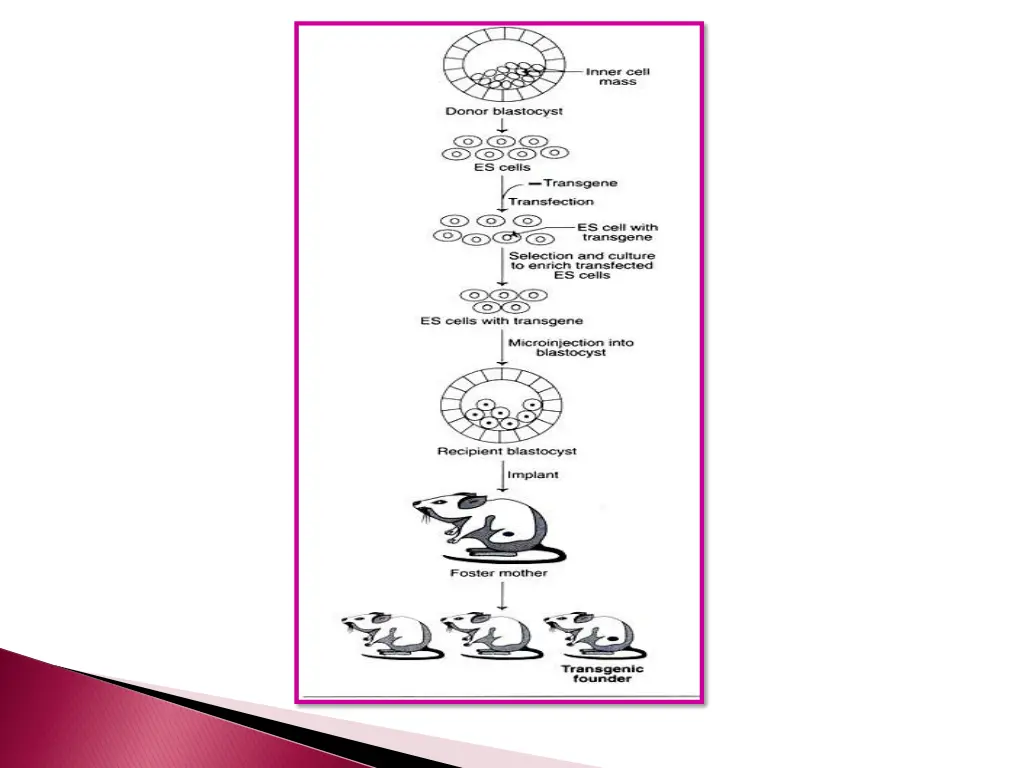 slide17