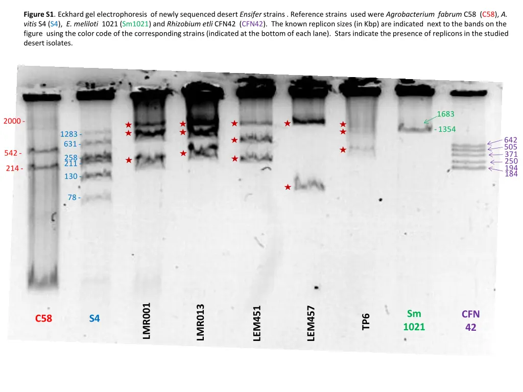figure s1 eckhard gel electrophoresis of newly