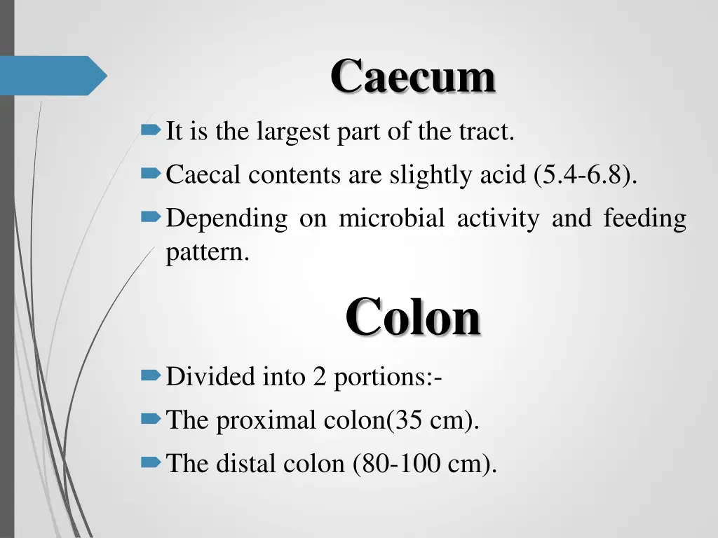 caecum