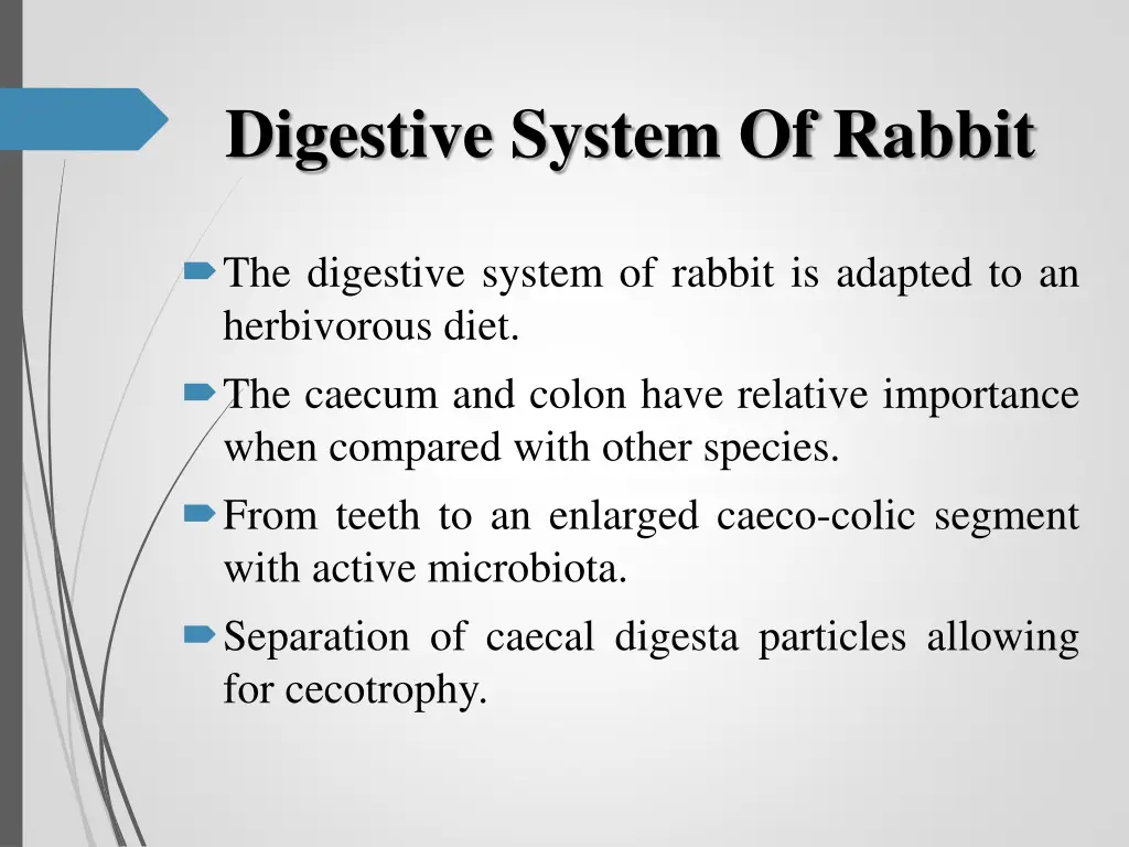digestive system of rabbit