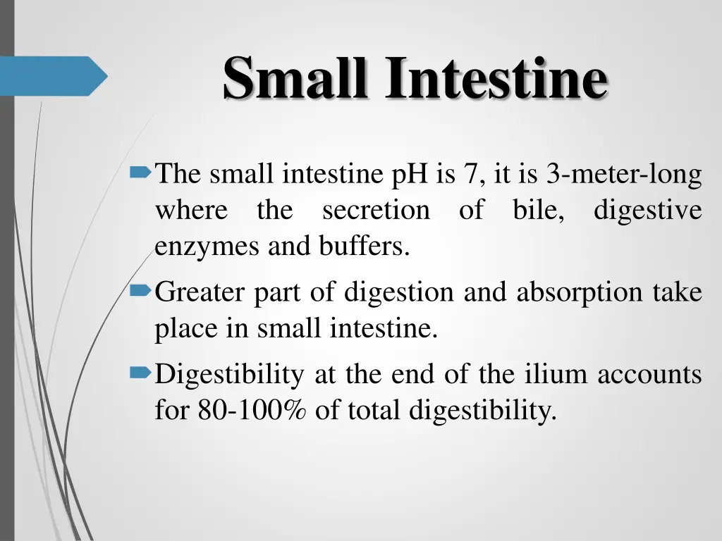 small intestine