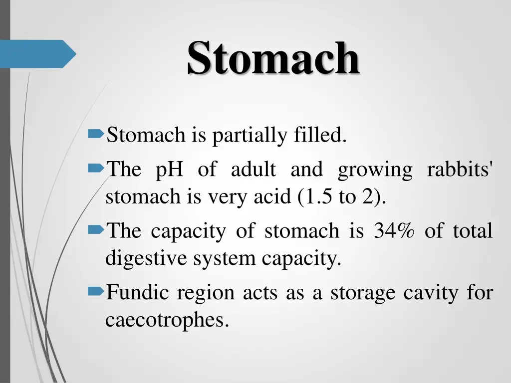 stomach