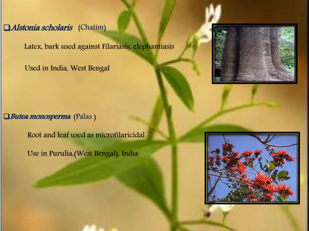 alstonia