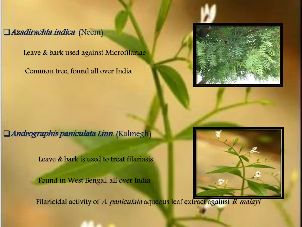 azadirachta