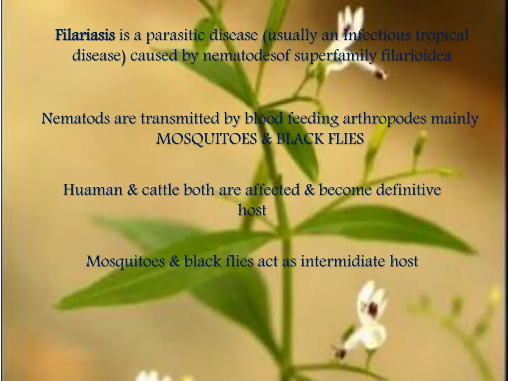 filariasis disease caused by nematodesof