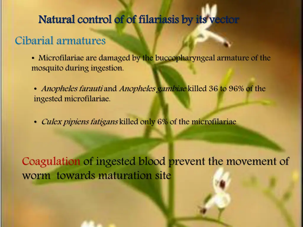 natural control cibarial armatures microfilariae