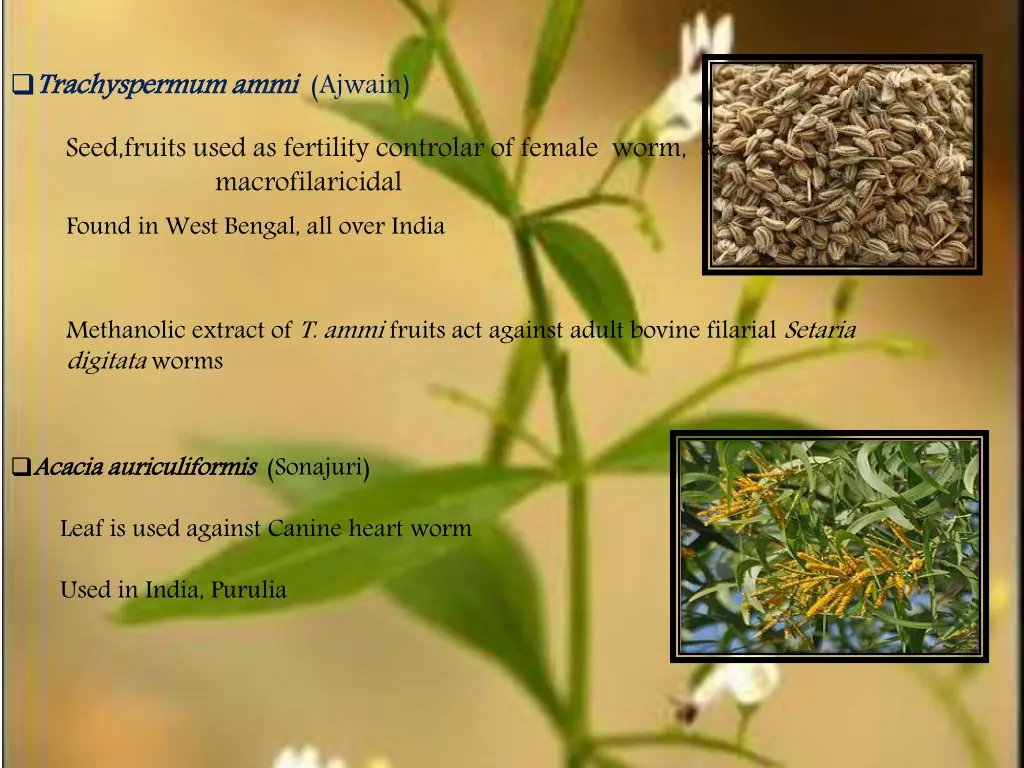 trachyspermum