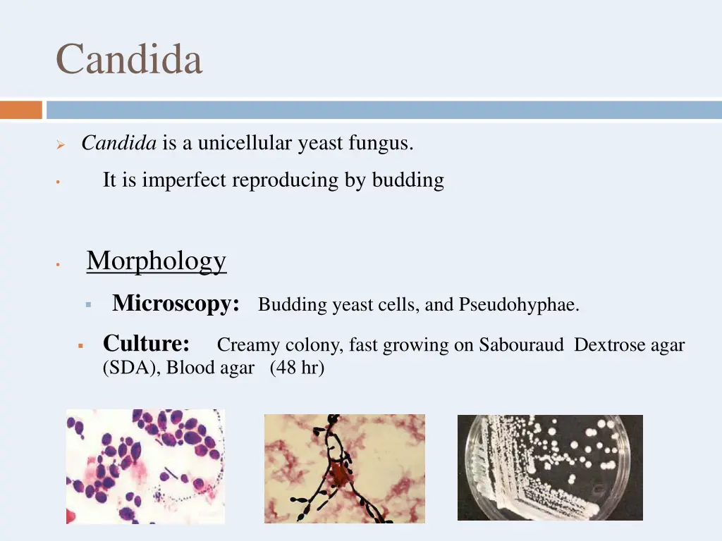 candida