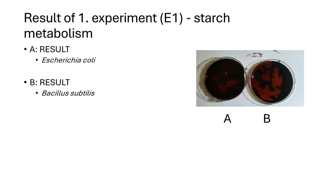 result of 1 experiment e1 starch metabolism