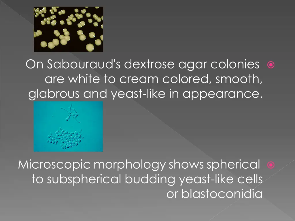 on sabouraud s dextrose agar colonies are white