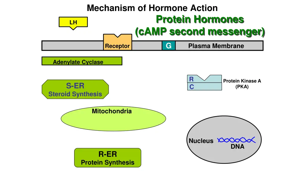 mechanism of hormone action 2