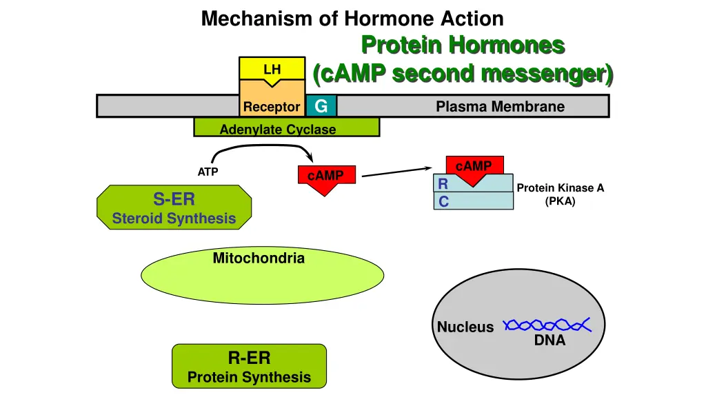 mechanism of hormone action 3