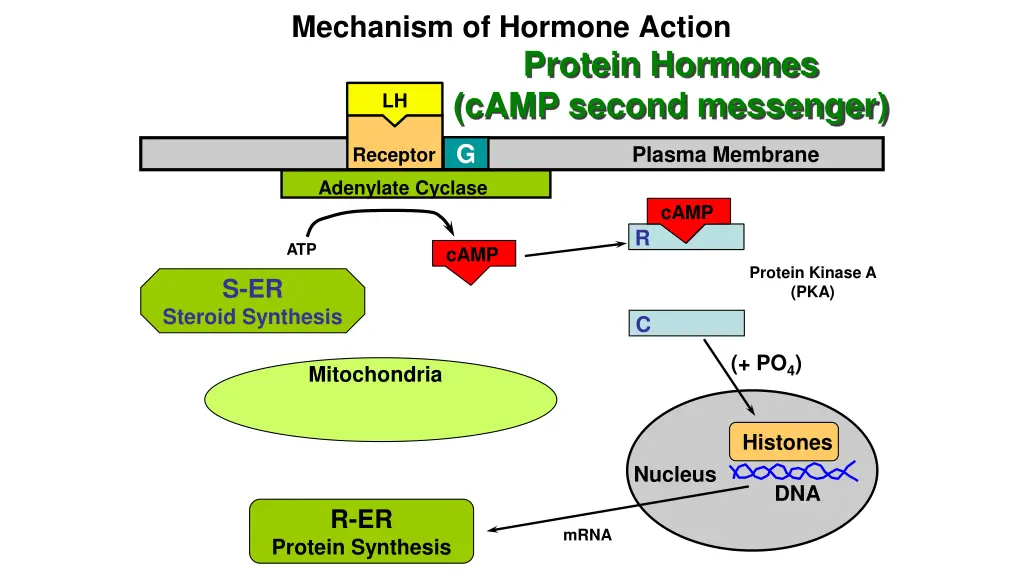 mechanism of hormone action 4