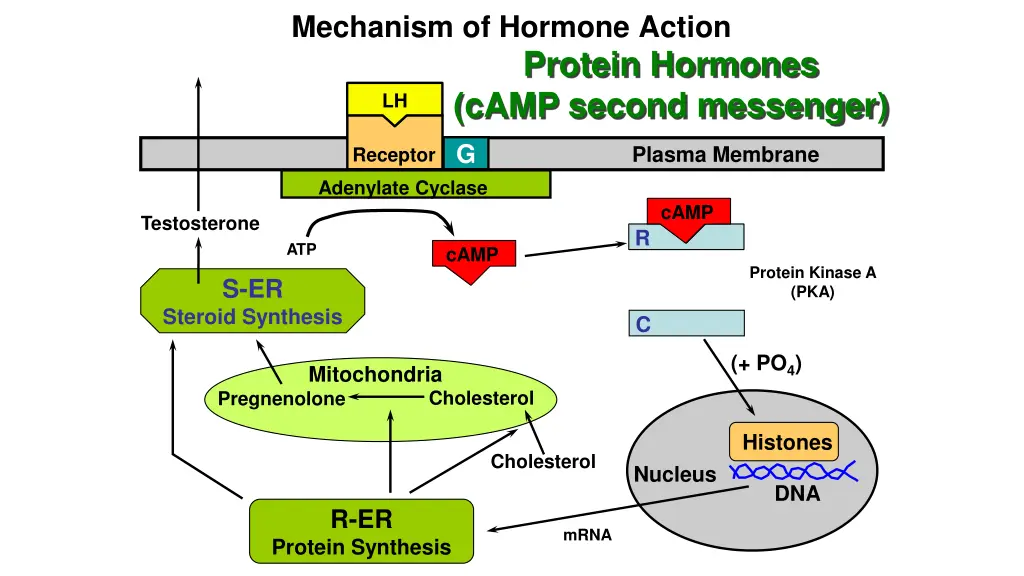mechanism of hormone action 5