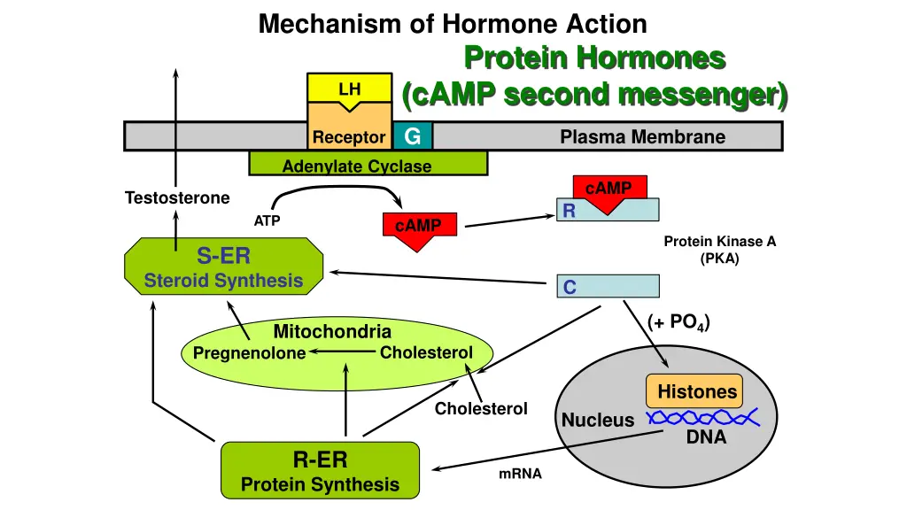 mechanism of hormone action 6