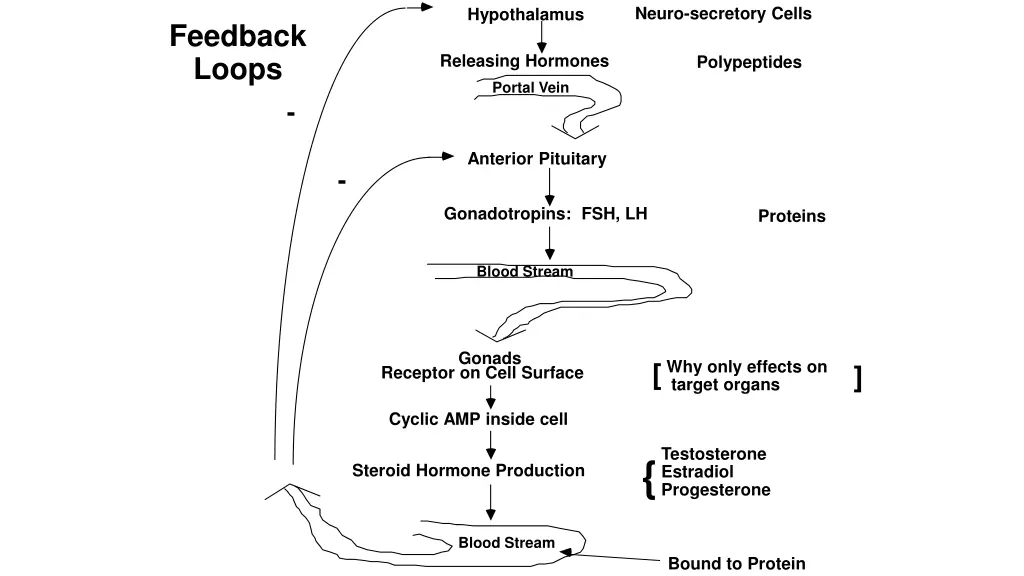 neuro secretory cells